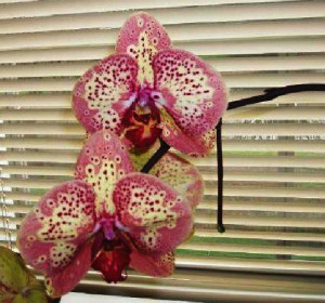 Orchidee Netty